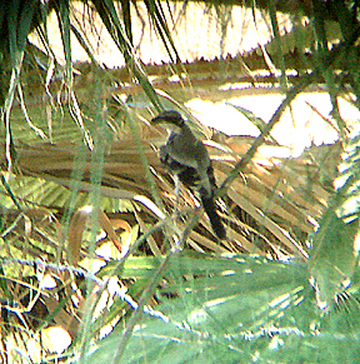  LOGGERHEAD SHRIKE . THE COACHELLA BIRD RESERVE . INDIO . CALIFORNIA . 21 / 7 / 2009 