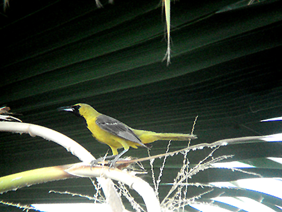  HOODED ORIOLE . LA QUINTA . CALIFORNIA . 21 / 7 / 2009 
