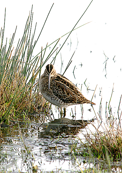 COMMON SNIPE , BOWLING GREEN MARSH , TOPSHAM , DEVON , 26 , 12 , 2016