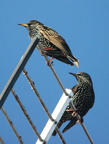 COMMON STARLING . TOPSHAM . DEVON . 3 . 1 . 2017