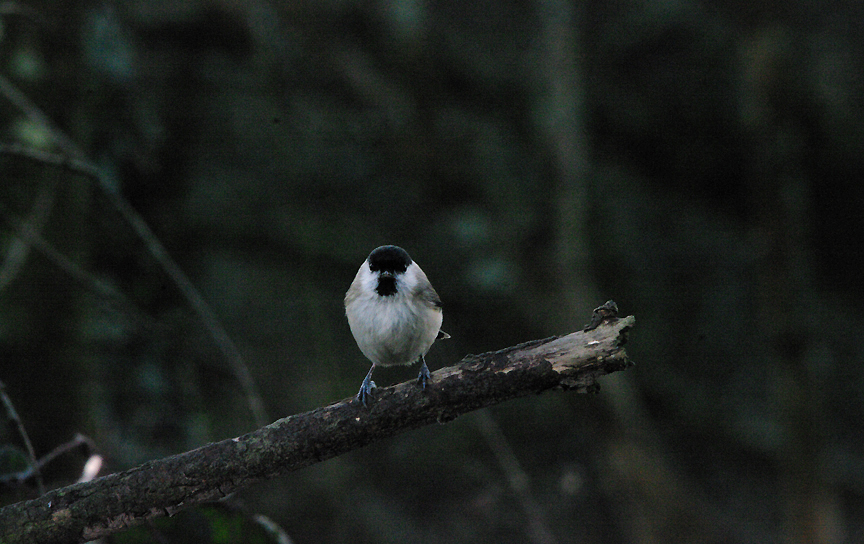 MARSH TIT . LOWER TAMAR LAKE  . DEVON . 14 . 1 . 2017