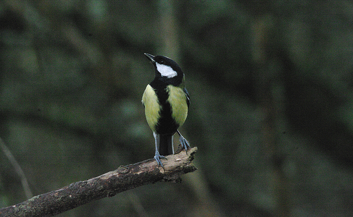 GREAT TIT . LOWER TAMAR LAKE . DEVON . 14 . 1 . 2017
