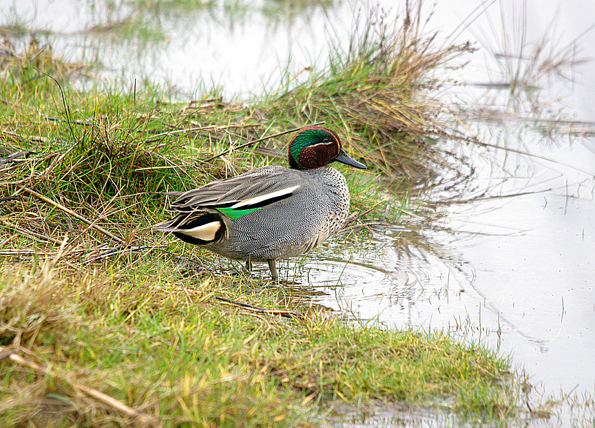 COMMON TEAL . GOOSEMOOR . TOPSHAM . DEVON . ENGLAND . 30 . 1 . 2017