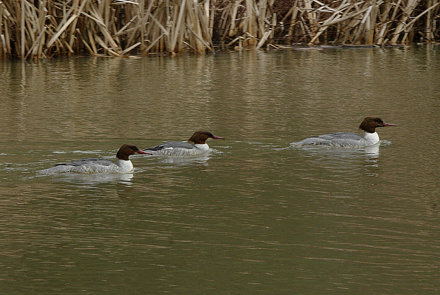 GOOSANDER ( Female`s ) . STOVER PARK . DEVON . ENGLAND . 2 . 2 . 2017