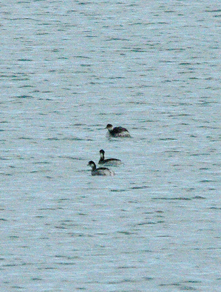 BLACK NECKED GREBE . BROADSANDS . DEVON . 4 . 2 . 2017