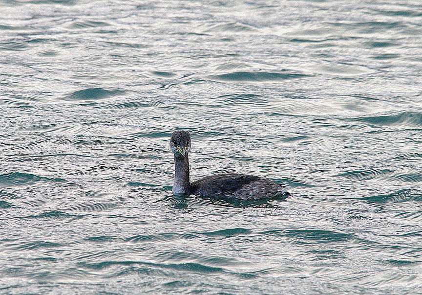 RED-NECKED GREBE . BRIXHAM HARBOUR . DEVON . 3 . 1 . 2014