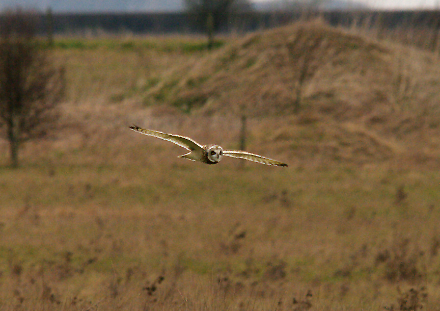 SHORT-EARED OWL , WYKE DOWN , DORSET , 10 , 2 , 2015.JPG