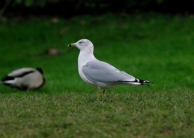 RING-BILLED GULL , CHEW VALLEY LAKE , SOMERSET , 7 , 2 , 2017