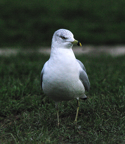 RING-BILLED GULL . CHEW VALLEY LAKE . SOMERSET . 7 . 2 . 2017 