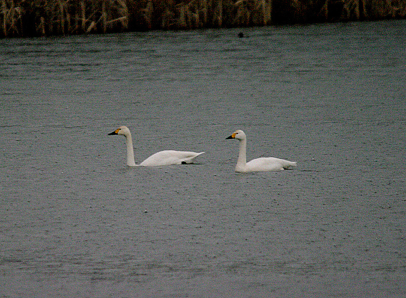 BEWICK`S SWAN . CHEW VALLEY LAKE . SOMERSET . ENGLAND . 7 . 2 . 2017
