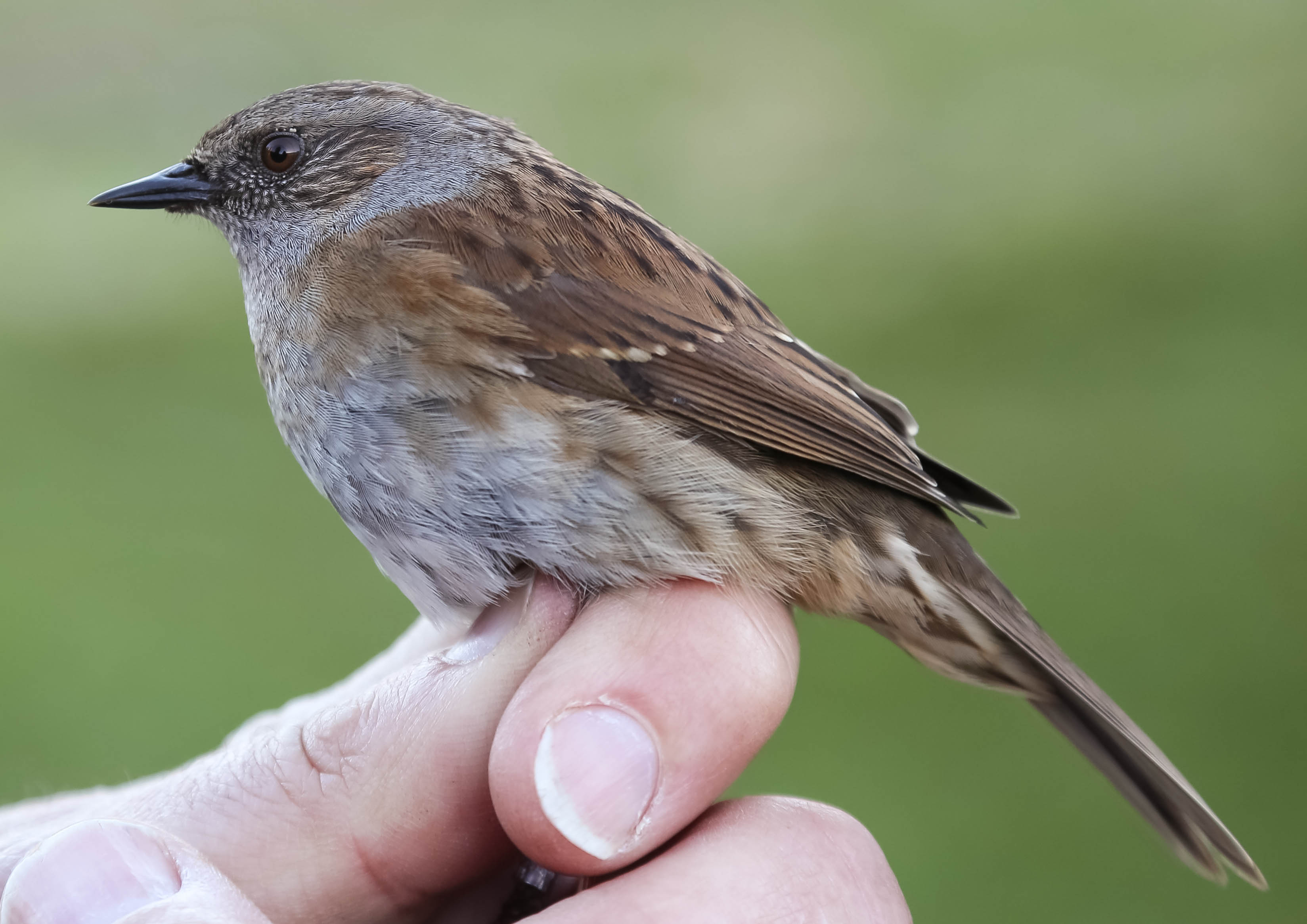 Dunnock, Prunella modularis, järnsparv, 18042014-GO5A5453 - kopia.jpg