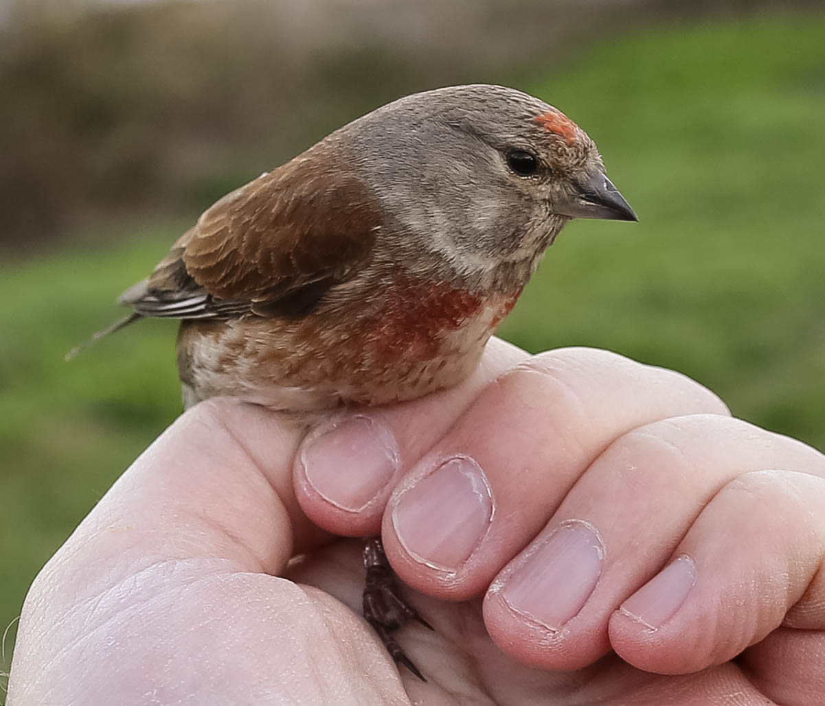 Linnet, Carduelis cannabina, hämpling, 26042014-GO5A6492 - kopia.jpg