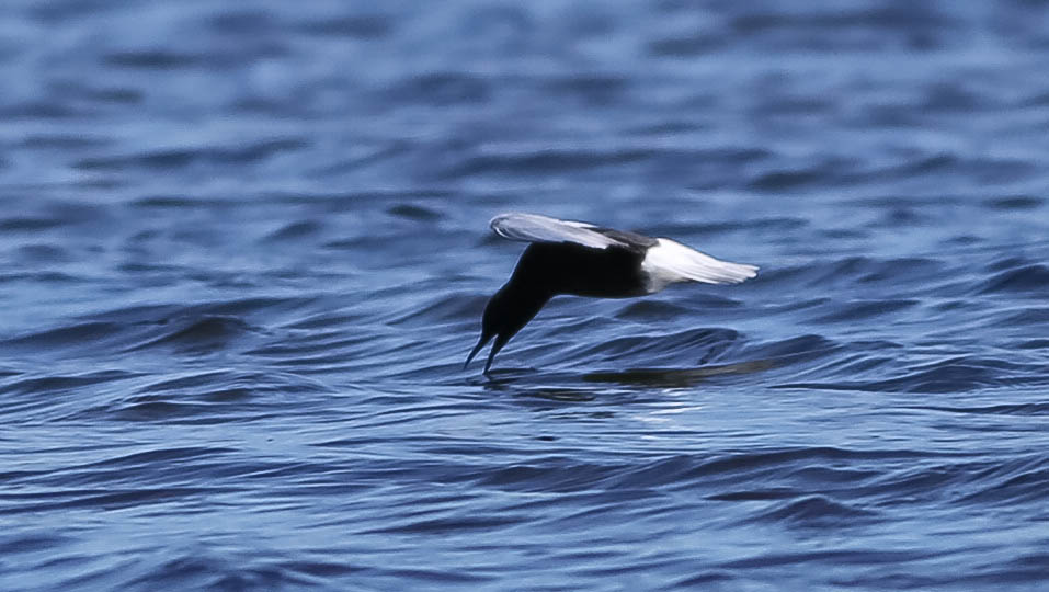 White-winged Black Tern, Chlidonias leucopterus, vitvingad tärna,17052014-GO5A9790 - kopia.jpg