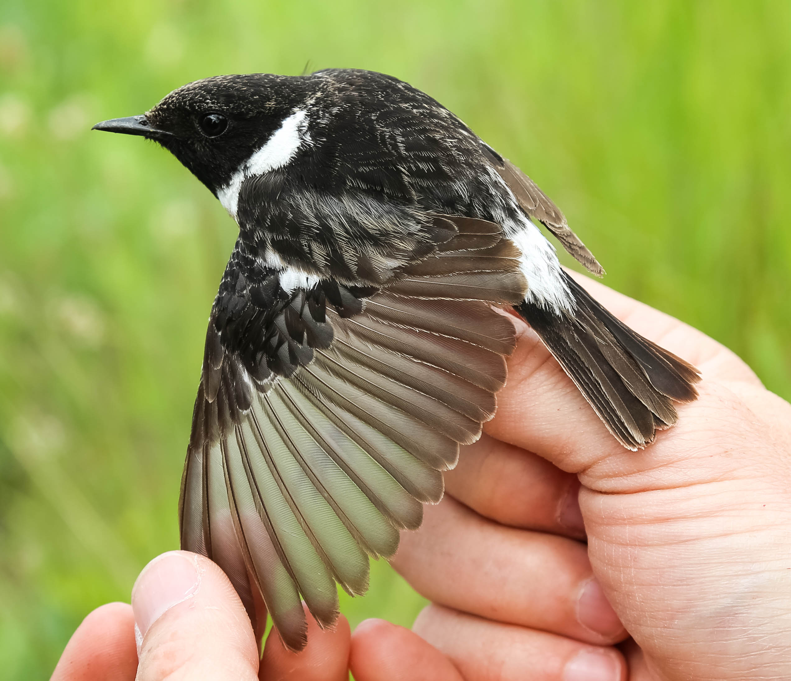 Stonechat, Saxicola torquatus, svarthakad buskskvätta,29052014-GO5A1413 - kopia.jpg