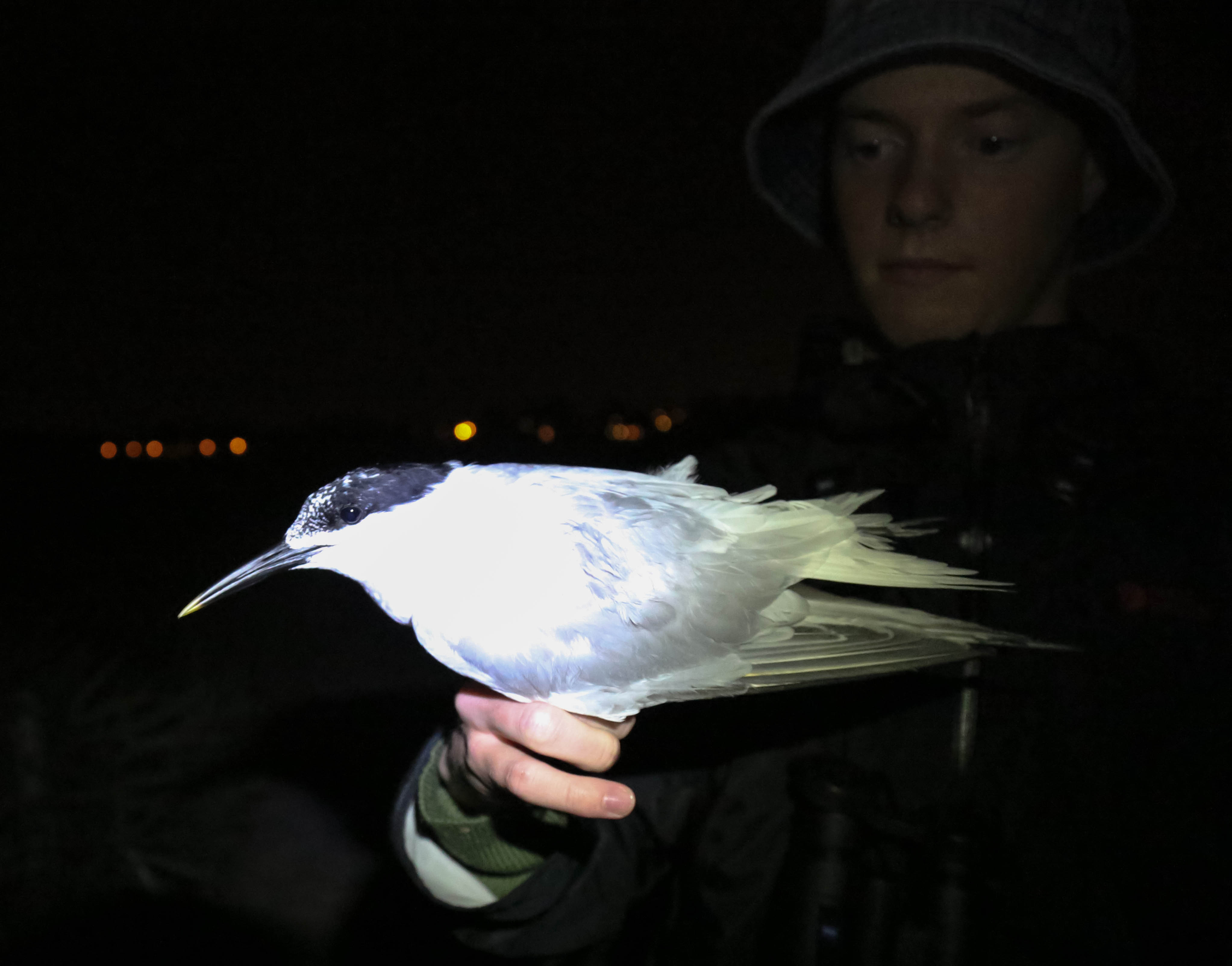 Sandwich Tern, Sterna sandvicensis, kentsk tärna, 26072014-GO5A2071 - kopia.jpg