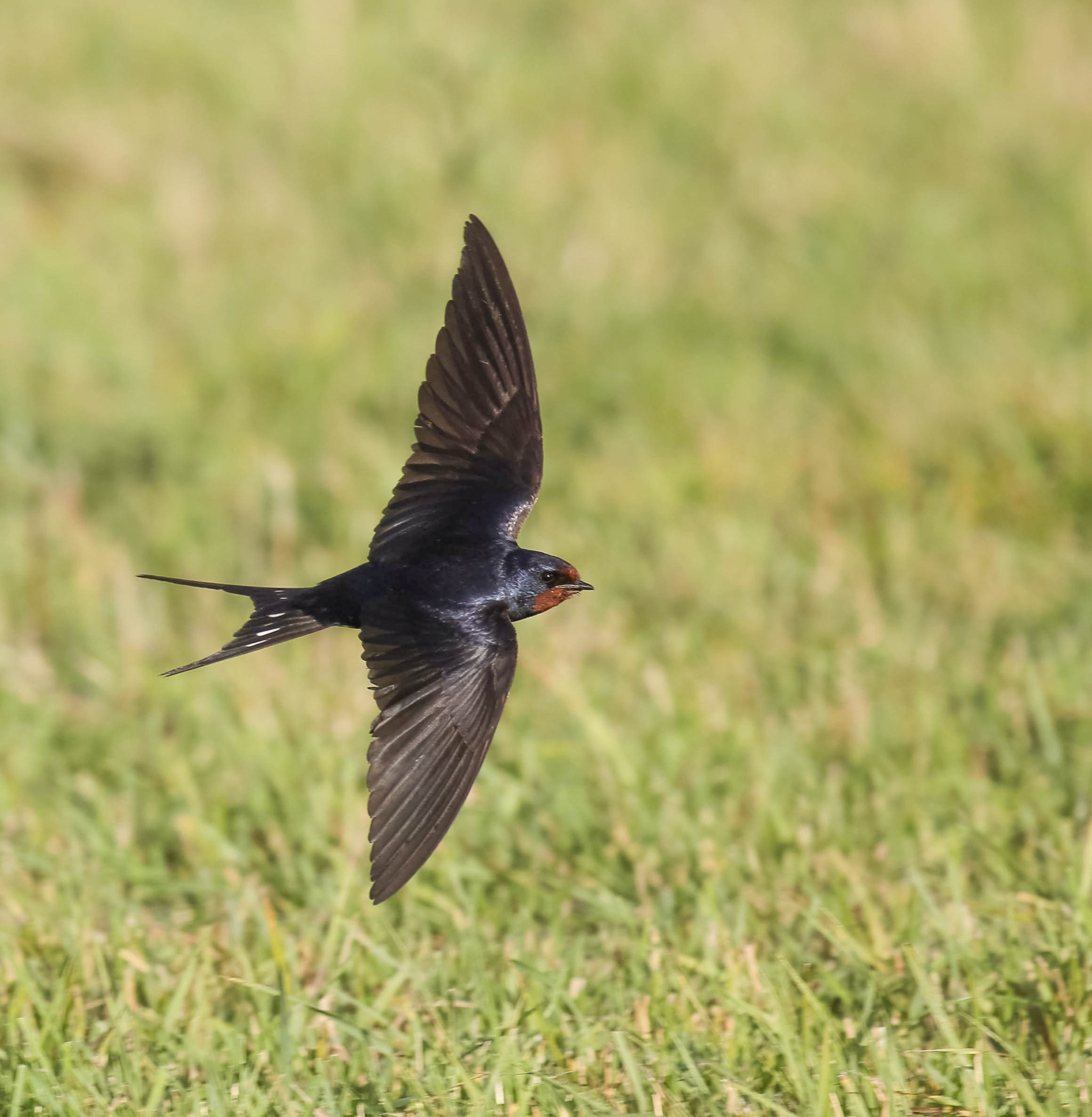 Swallow, Hirundo rustica, ladusvala,19082014-19082014-GO5A7900 - kopian - kopia.jpg