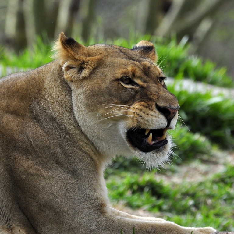 Zoo Safari Park