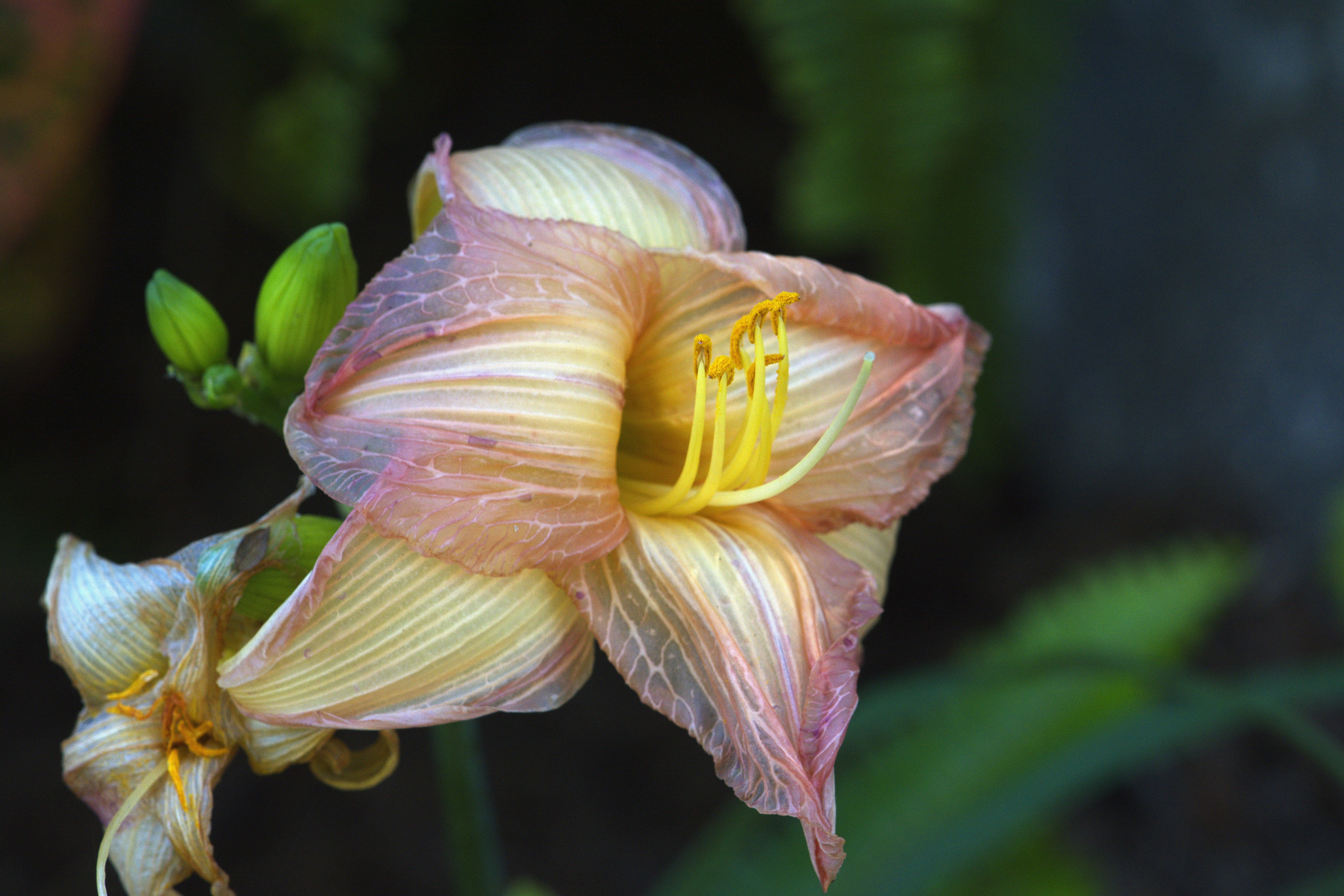 San Diego Botanic Garden