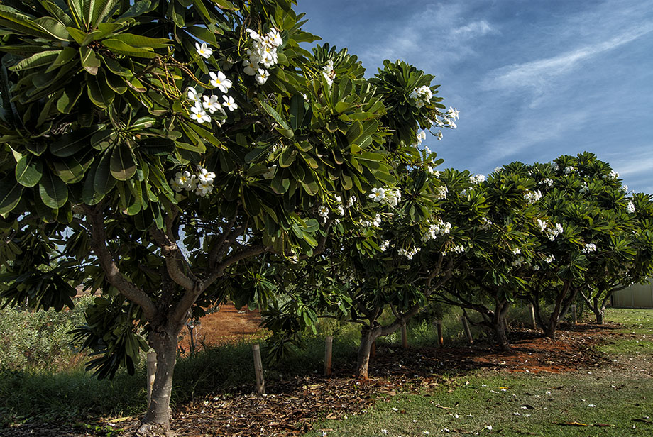Trees_DSC4891s.jpg