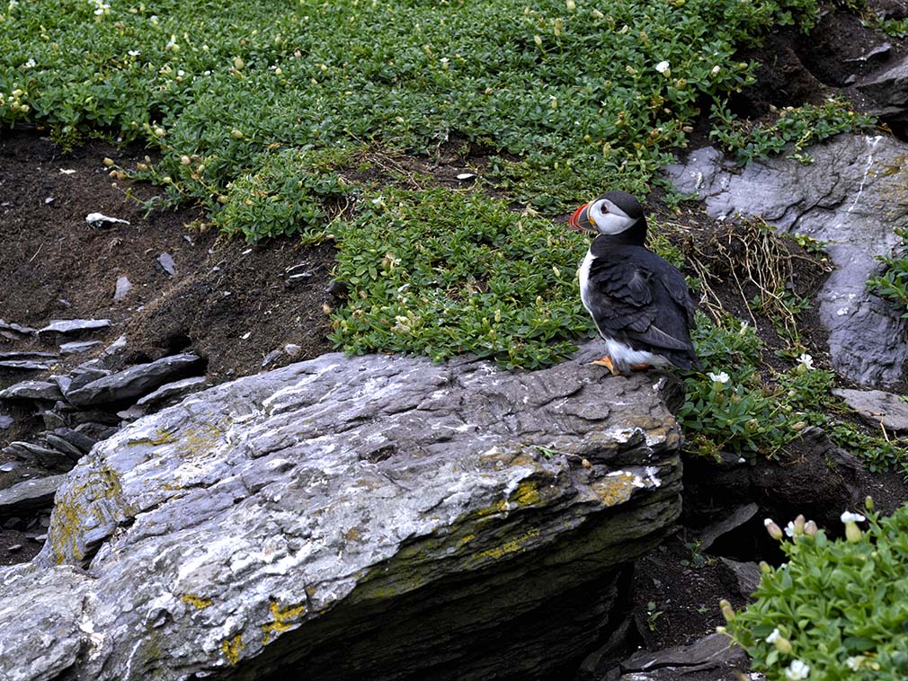 Skellig Michael Puffin