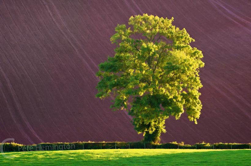 Lone tree catching the late light