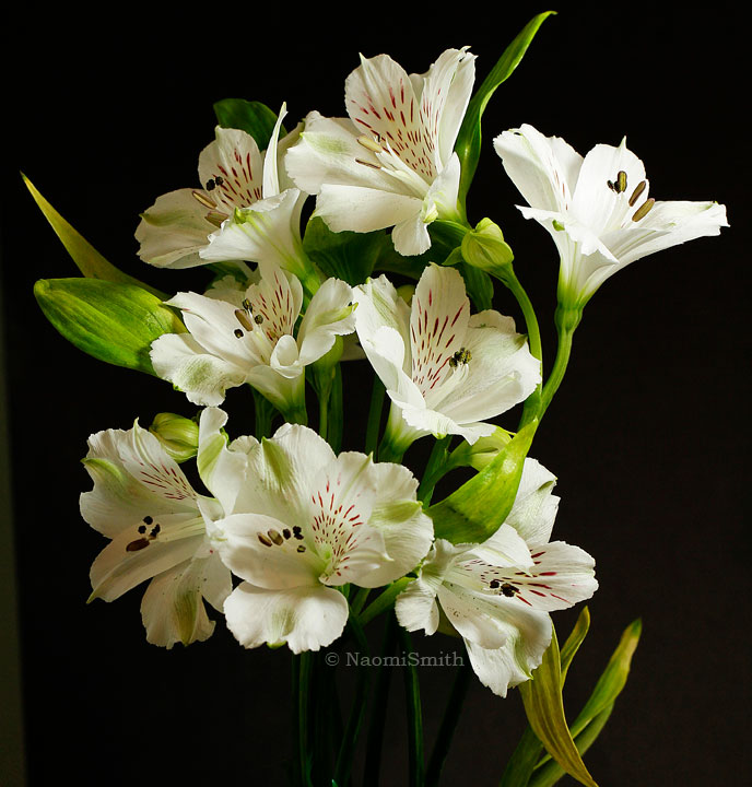 Alstroemerias JA13 #1050