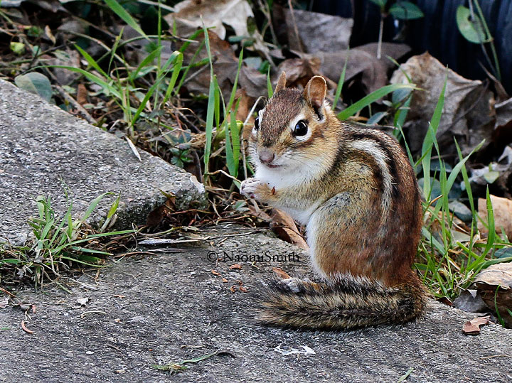 Eastern Chipmunk AP14 #6923