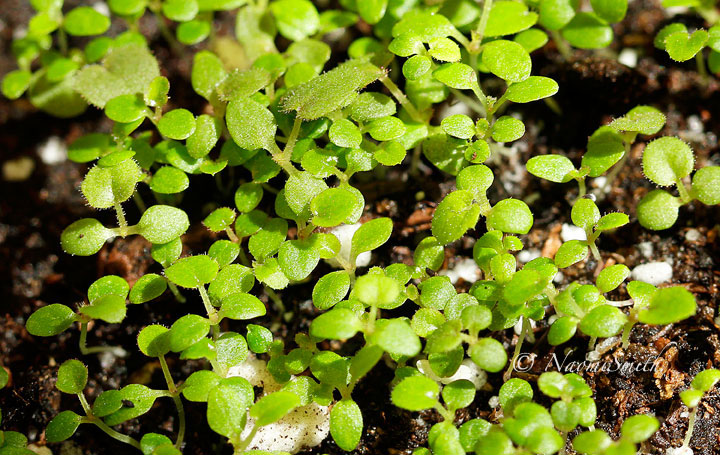 Heuchera-2 AP14 #6394