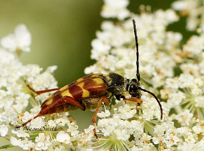 Flower Longhorn Beetle - Typocerus velutinus AU14 #0240
