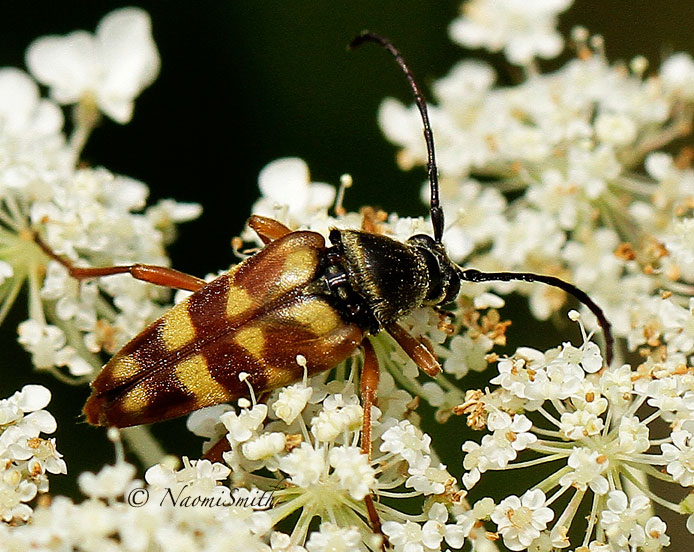 Flower Longhorn Beetle - Typocerus velutinus AU14 #0250