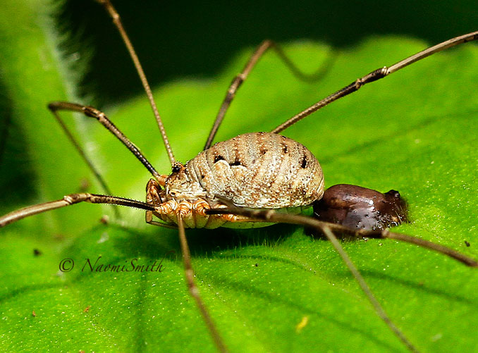 Harvestman-Daddy Longlegs AU14 #1901