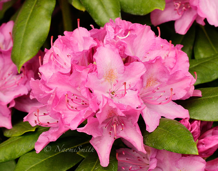 Rhododendron Roseum Elegans MY15 #9410