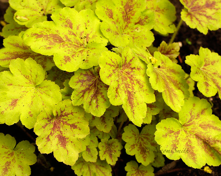 Heucherella Solar Eclipse MY15 #7710