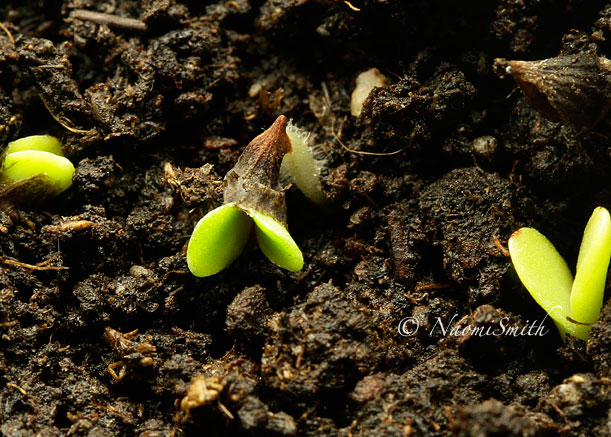 Gaillardia germinating FMR15 #6090
