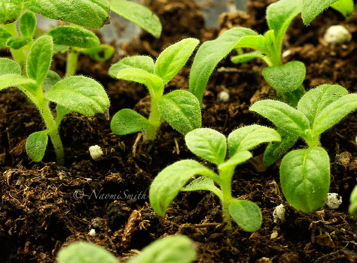 Heliotrope - 1cm F/MR15 #6002