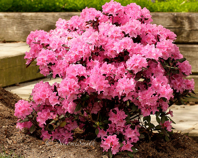 Rhododendron Midnight Ruby MY16 #3817