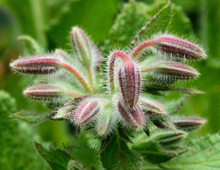 Borage Buds JN16 #3838