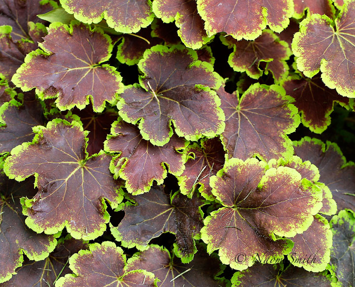 Heucherella Solar Eclipse S16 #1162