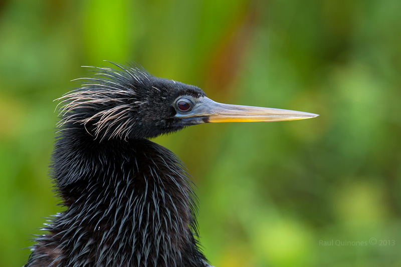 Anhinga