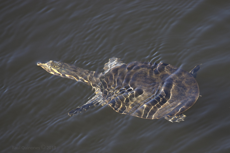 Soft shell turtle