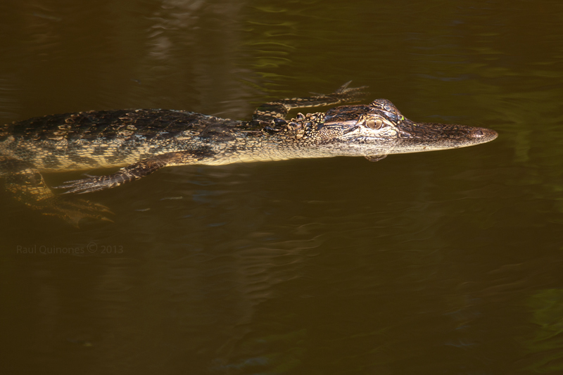 American Aligator