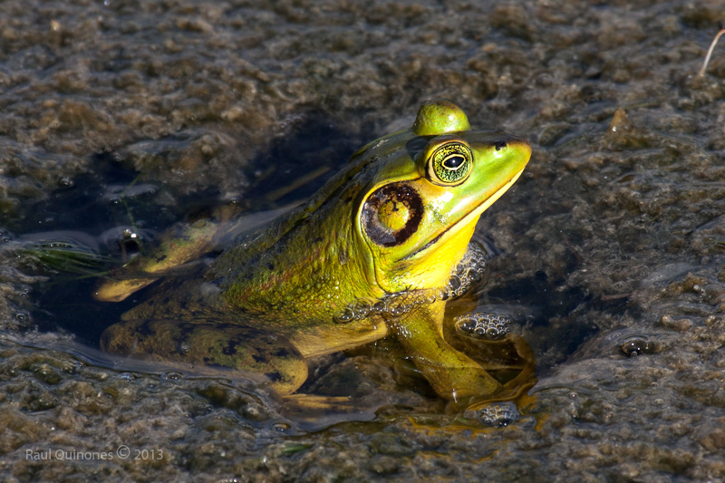 Pig Frog