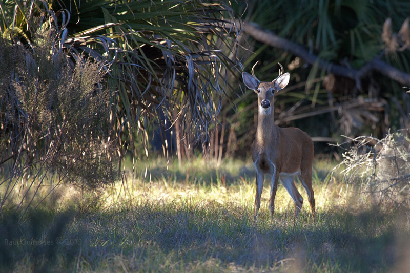 Deer