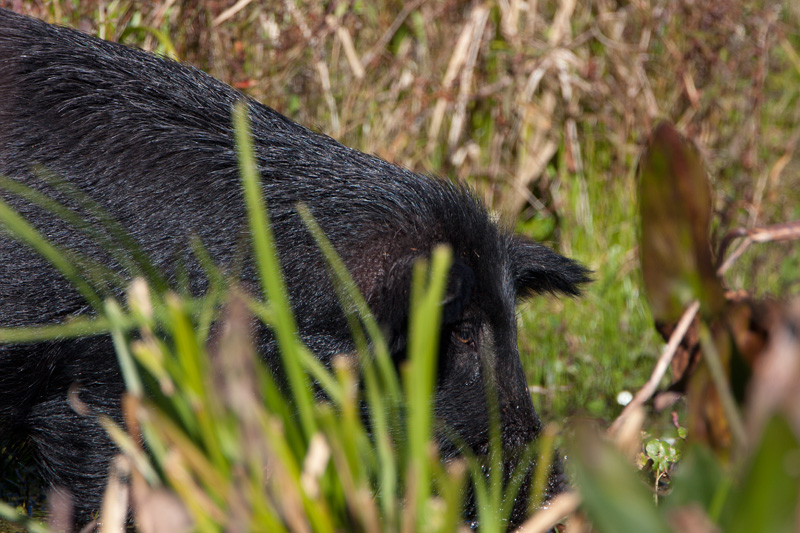 Hog