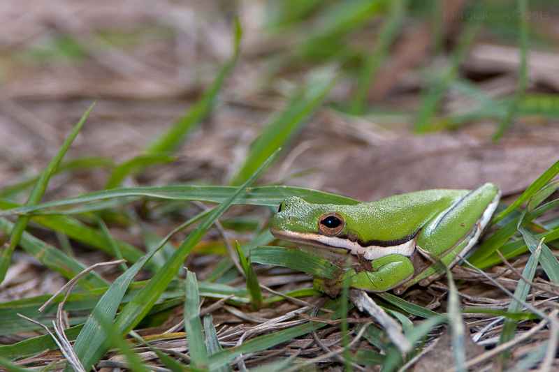 Green Treefrog