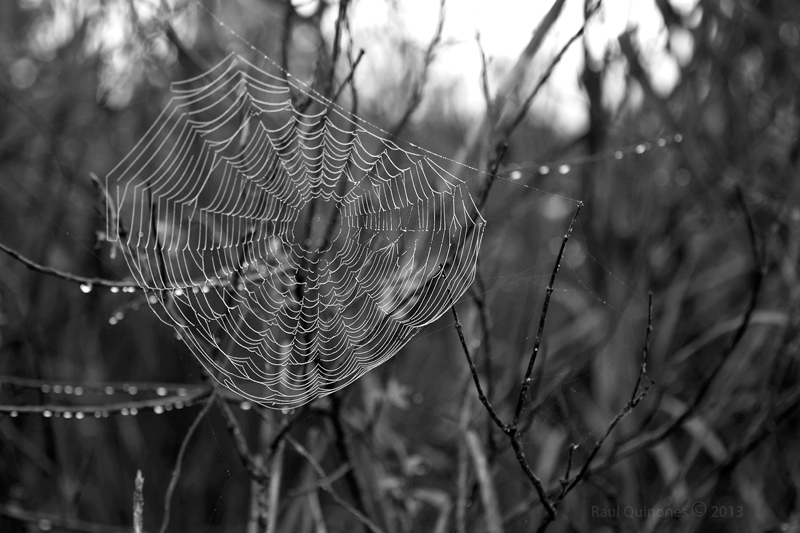 Spider web (B/W)
