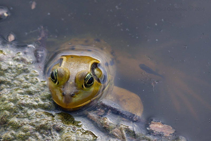 Pig Frog