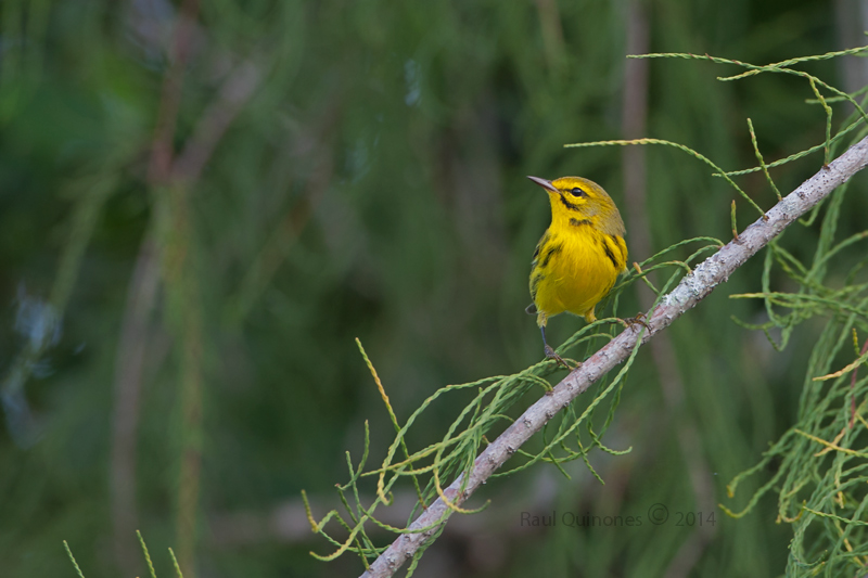 Prairie Warbler