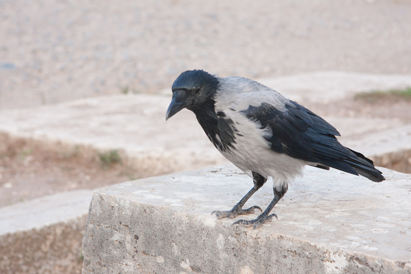 Hooded crow