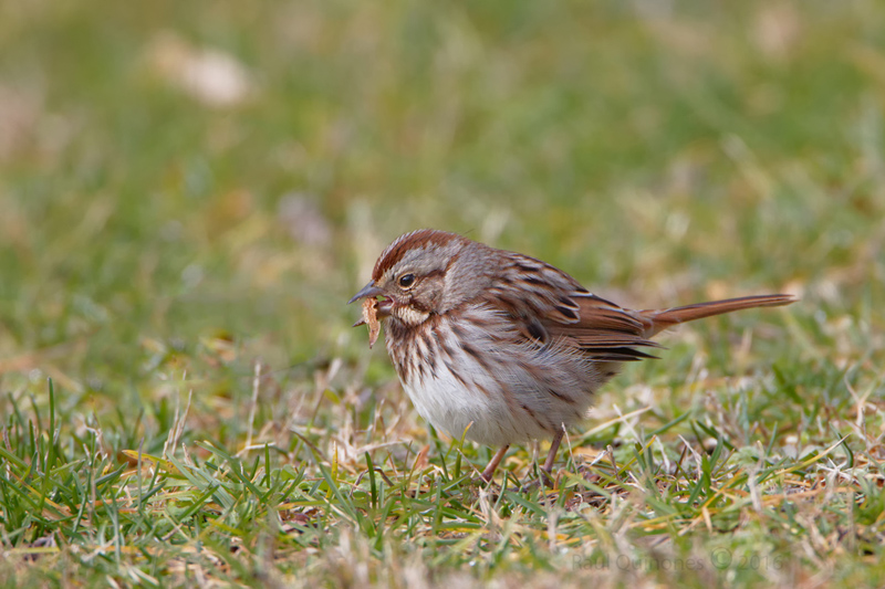 Song sparrow